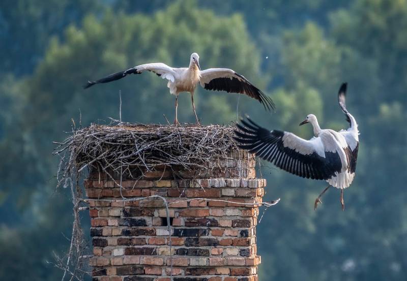 Professional Chimney Animal Removal Services in Midway City, California